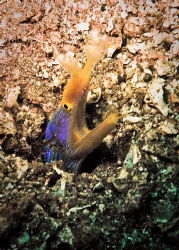 blue ribbontail moray at verde drop off by Jun Lao 